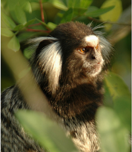 Marmoset Monkey. Photographed by Damon Tighe 
