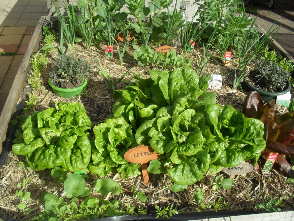 The lettuce is thriving at Sunnyfields