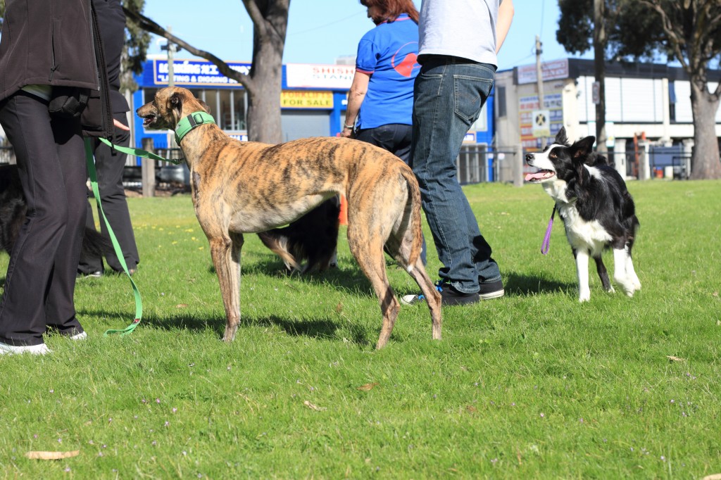 Melbourne Canine Freestyle practicing their moves in Dandenong. PHOTO: Matilda Marozzi