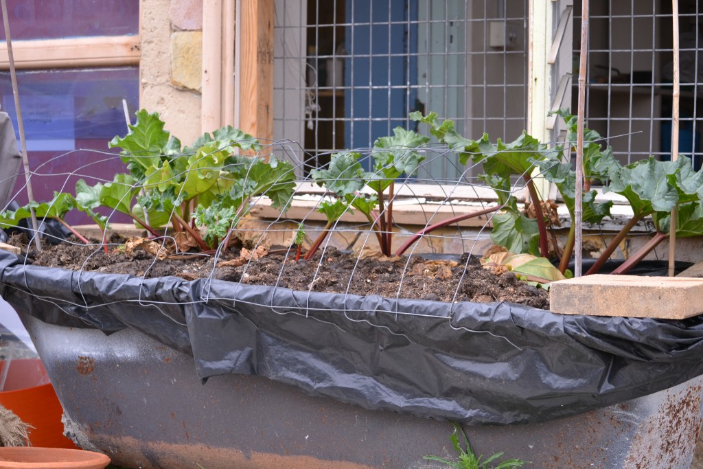 Recycled bath tub being used as a vegetation plot | Image source: Sarah Aquilina