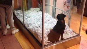 Lonely wait: A puppy waits to be bought. Photo: Tahlia Weir