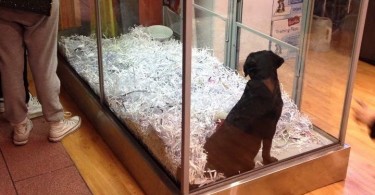 Lonely wait: A puppy waits to be bought. Photo: Tahlia Weir